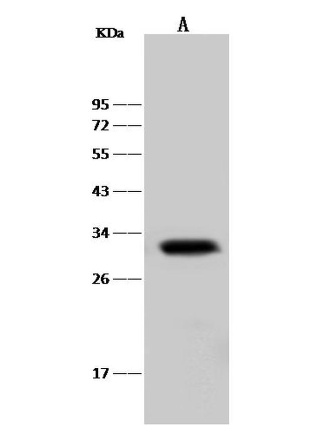 MCL-1 Antibody in Western Blot (WB)
