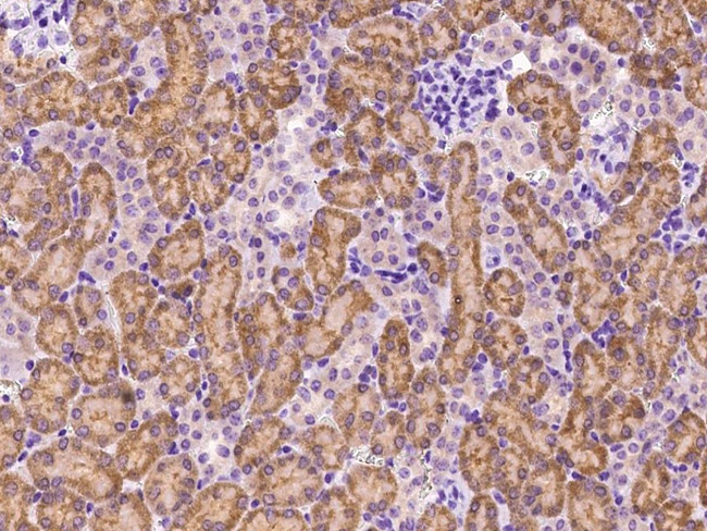 MSMB Antibody in Immunohistochemistry (Paraffin) (IHC (P))