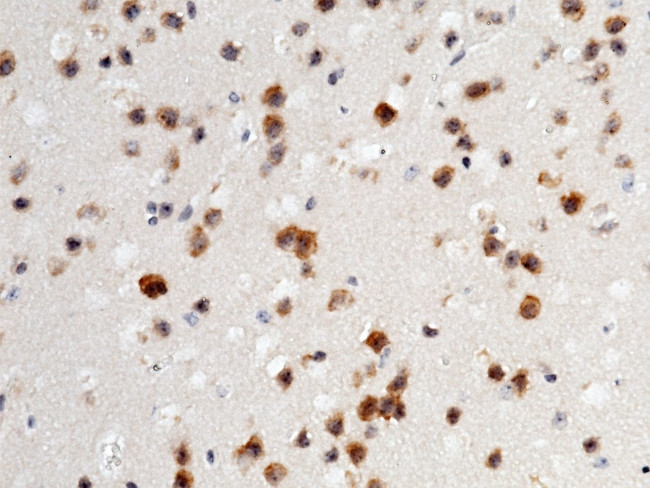 NAALADL1 Antibody in Immunohistochemistry (Paraffin) (IHC (P))