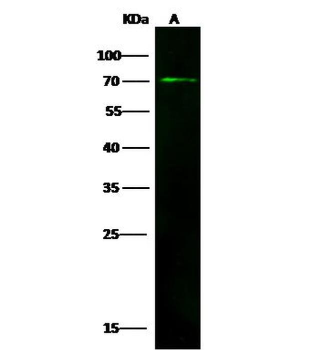 PSAP Antibody in Western Blot (WB)