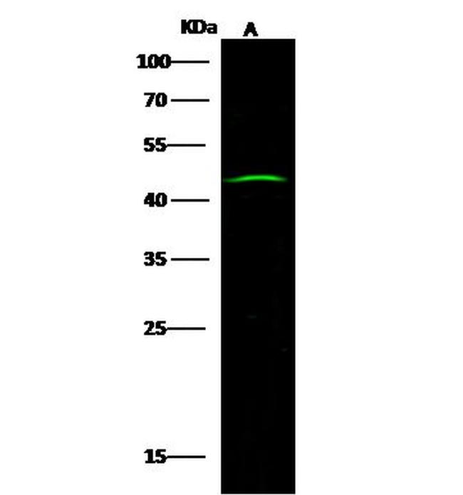 BRK Antibody in Western Blot (WB)