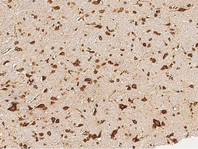 Pleiotrophin Antibody in Immunohistochemistry (Paraffin) (IHC (P))