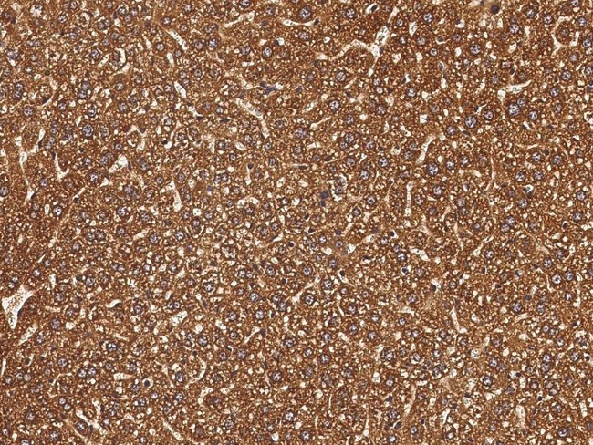 SDF2 Antibody in Immunohistochemistry (Paraffin) (IHC (P))