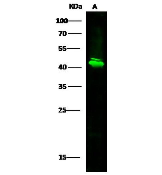 SERPINB8 Antibody in Western Blot (WB)