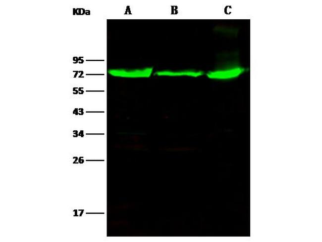 Thimet Oligopeptidase Antibody in Western Blot (WB)