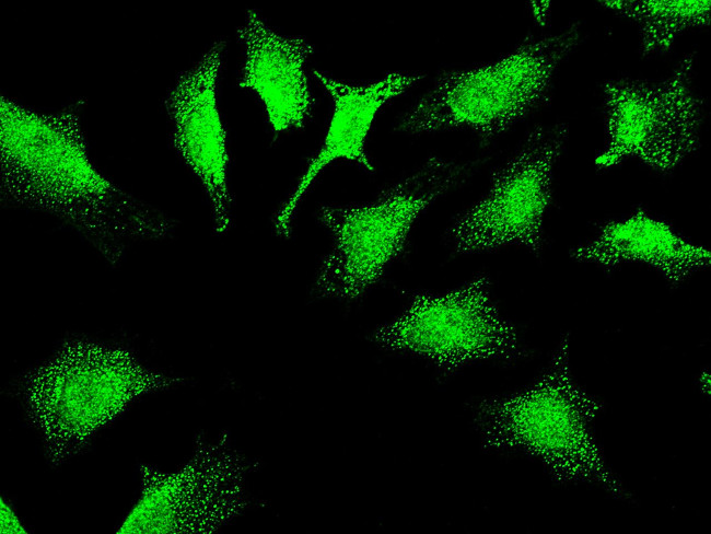 Thioredoxin 1 Antibody in Immunocytochemistry (ICC/IF)
