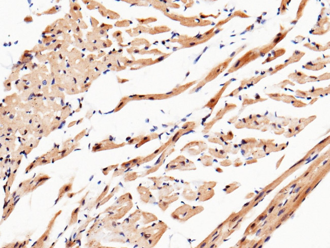 UCHL3 Antibody in Immunohistochemistry (Paraffin) (IHC (P))