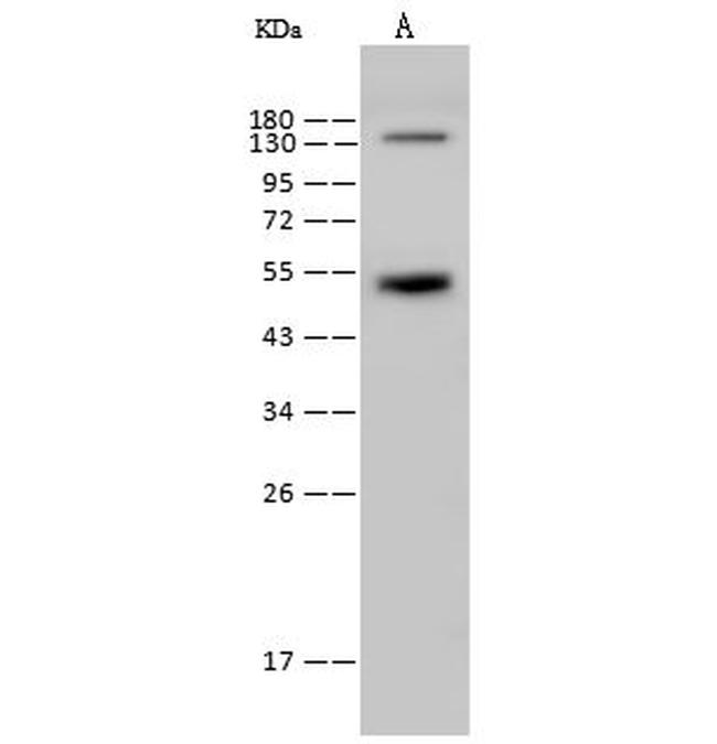 Rex1 Antibody in Western Blot (WB)