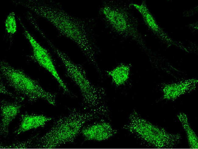 ATP6IP2 Antibody in Immunocytochemistry (ICC/IF)