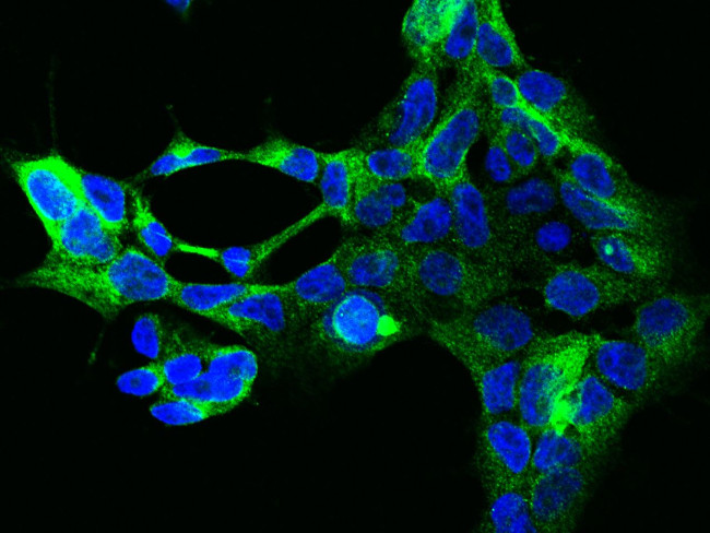 EIF2S1 Antibody in Immunocytochemistry (ICC/IF)