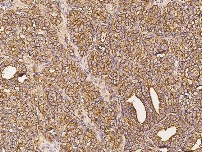 FGF10 Antibody in Immunohistochemistry (Paraffin) (IHC (P))