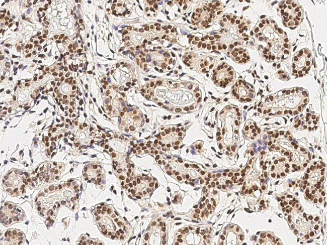 JMJD5 Antibody in Immunohistochemistry (Paraffin) (IHC (P))