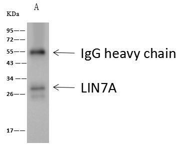LIN7A Antibody in Immunoprecipitation (IP)
