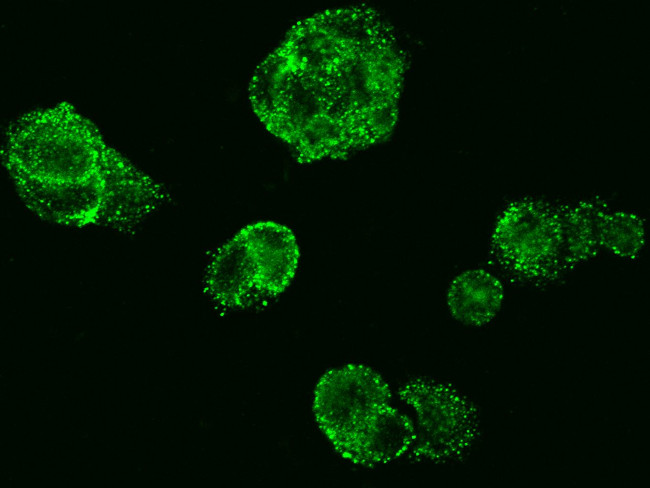 MUC1 Antibody in Immunocytochemistry (ICC/IF)