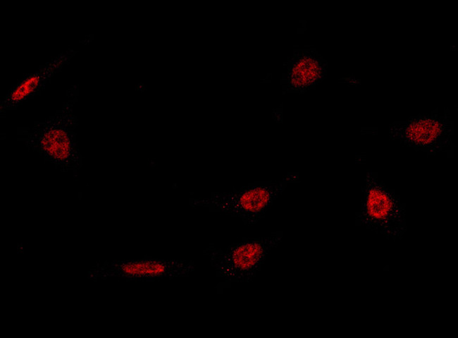 NFYA Antibody in Immunocytochemistry (ICC/IF)