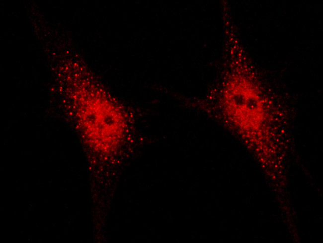 SENP8 Antibody in Immunocytochemistry (ICC/IF)
