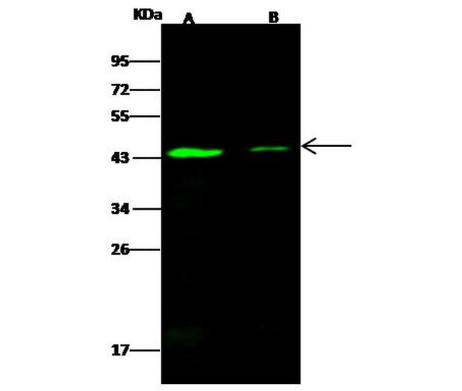 SMAD7 Antibody in Western Blot (WB)