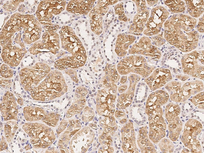 ACE Antibody in Immunohistochemistry (Paraffin) (IHC (P))
