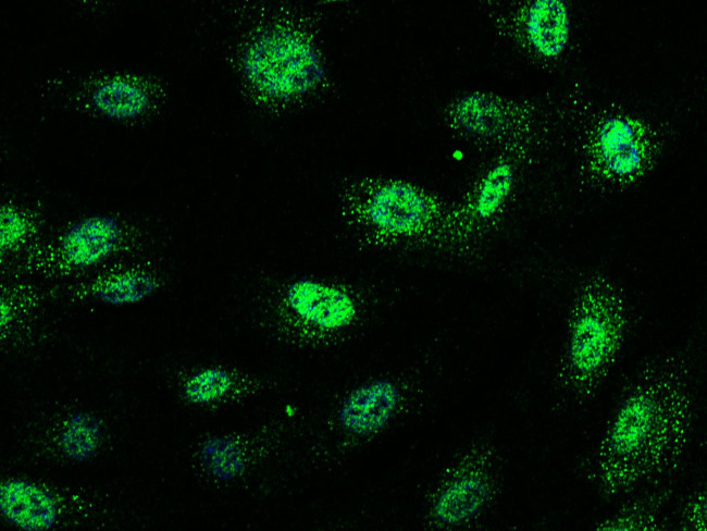 JunB Antibody in Immunocytochemistry (ICC/IF)