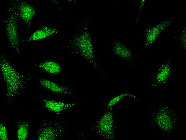 eIF3g Antibody in Immunocytochemistry (ICC/IF)