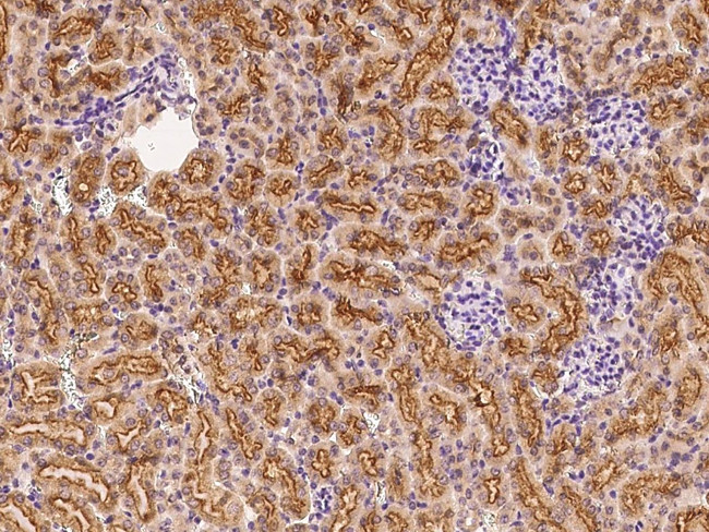 FNDC5 Antibody in Immunohistochemistry (Paraffin) (IHC (P))