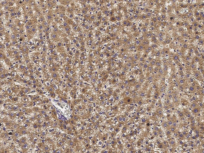 alpha-1 Microglobulin Antibody in Immunohistochemistry (Paraffin) (IHC (P))