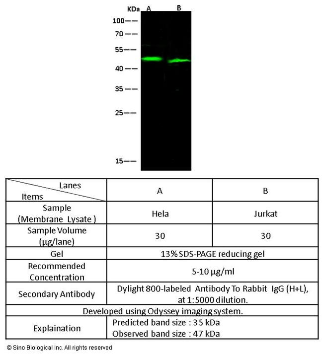CD47 Antibody in Western Blot (WB)