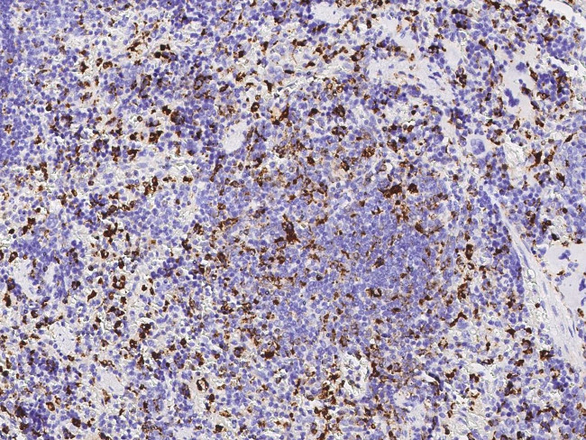CD68 Antibody in Immunohistochemistry (Paraffin) (IHC (P))