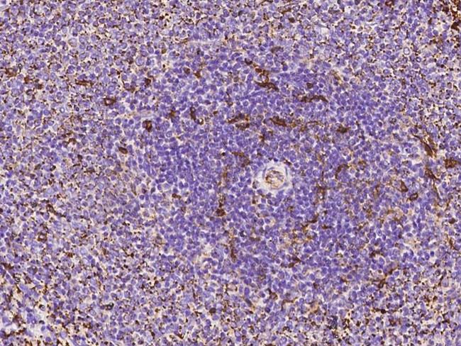 CD93 Antibody in Immunohistochemistry (Paraffin) (IHC (P))