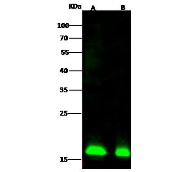 COPZ1 Antibody in Western Blot (WB)