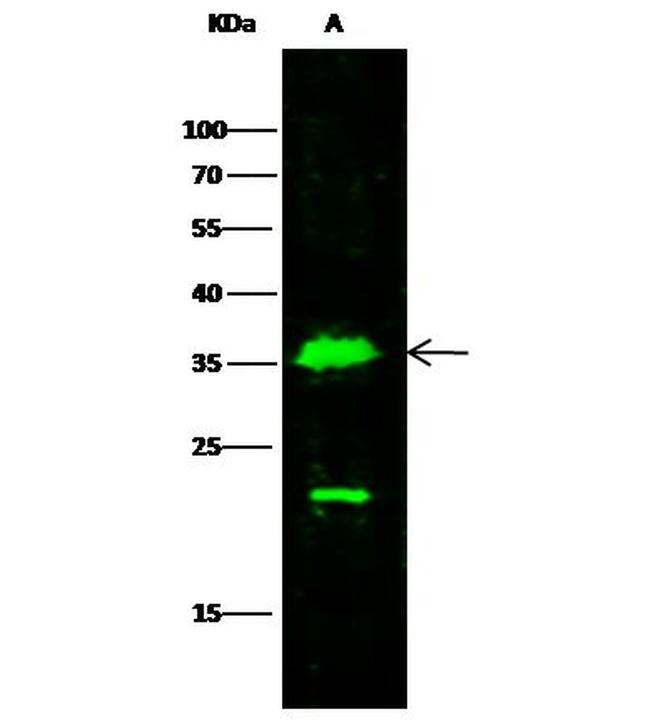 MDH1 Antibody in Western Blot (WB)