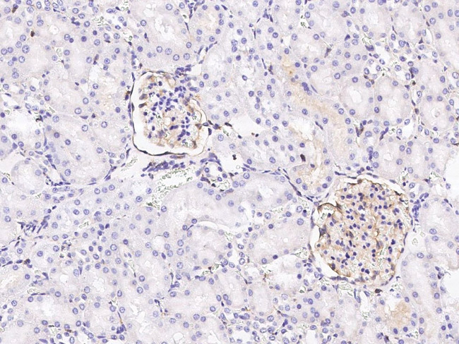 SIRP alpha Antibody in Immunohistochemistry (Paraffin) (IHC (P))