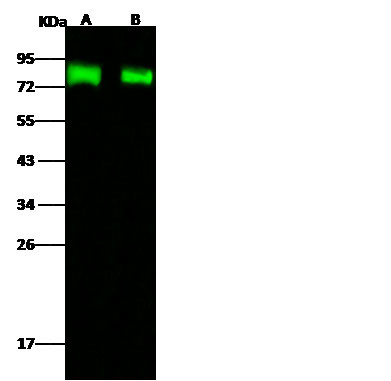 Influenza A H5N1 HA (A/turkey/Turkey/1/2005) Antibody in Western Blot (WB)