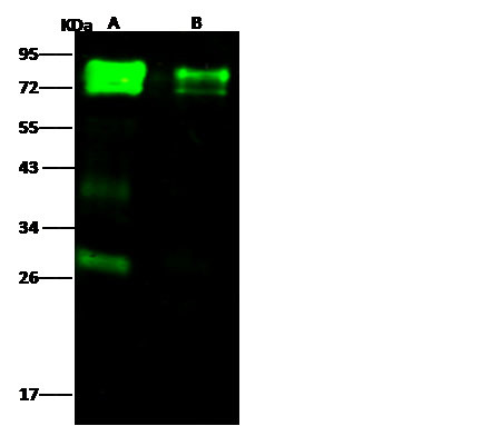 Influenza A H5N1 HA (A/Hong Kong/483/97) Antibody in Western Blot (WB)