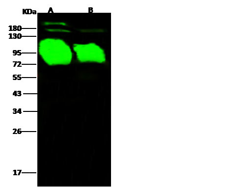 Influenza A H5N1 HA (A/Common magpie/Hong Kong/2256/2006) Antibody in Western Blot (WB)