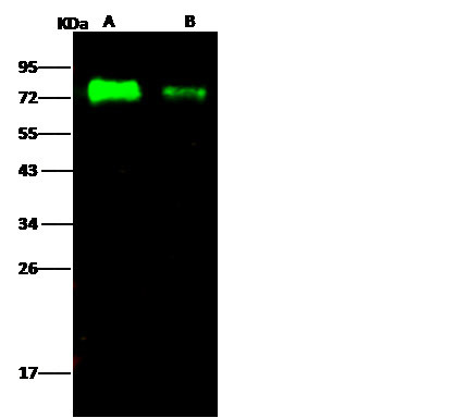 Influenza A H5N1 HA (A/Egypt/N05056/2009) Antibody in Western Blot (WB)