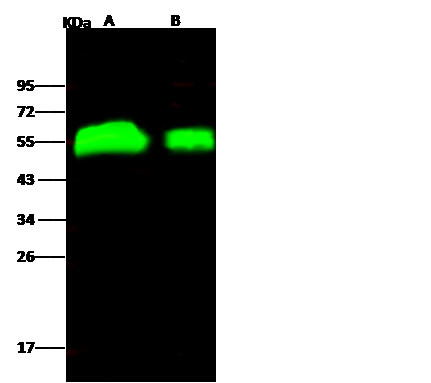 Influenza H4N6 HA1 (A/Swine/Ontario/01911-1/99) Antibody in Western Blot (WB)