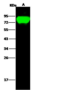 Influenza H5N1 HA (A/Cambodia/R0405050/2007) Antibody in Western Blot (WB)