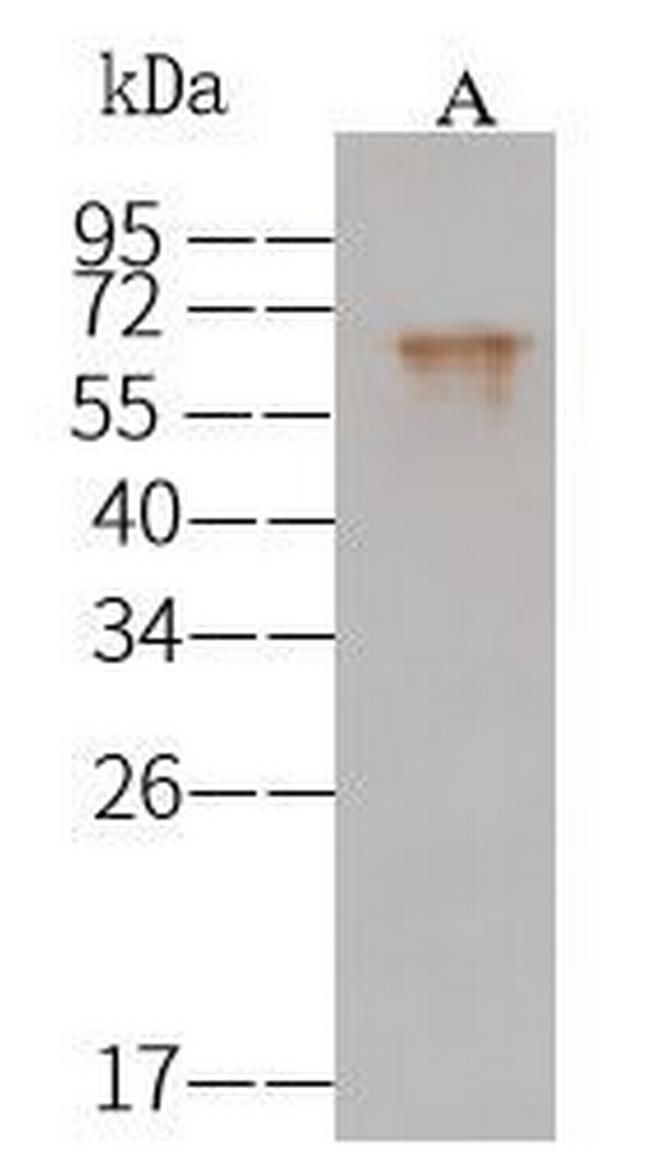 Influenza A H16N3 HA Antibody in Western Blot (WB)