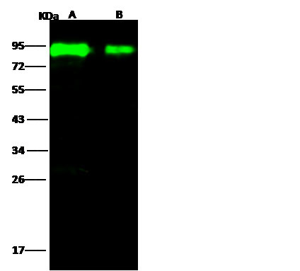Influenza H5N1 HA (A/Hong kong/213/2003) Antibody in Western Blot (WB)