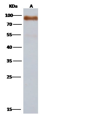 Influenza A H15N8 HA (A/duck/AUS/341/1983) Antibody in Western Blot (WB)