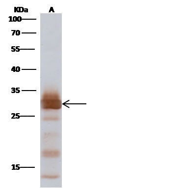 Influenza A H1N1 M1 (A/Puerto Rico/8/34/Mount Sinai) Antibody in Western Blot (WB)