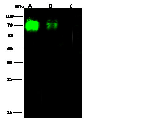 Influenza A H9N2 NA (A/Hong Kong/1073/99) Antibody in Western Blot (WB)