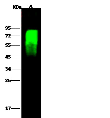 Influenza H5N1 HA1 (A/chicken/VietNam/NCVD-016/2008) Antibody in Western Blot (WB)