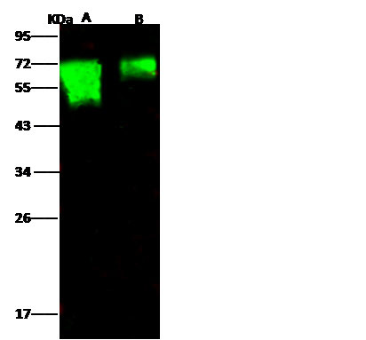 Influenza H18N11 HA1 (A/flat-faced bat/Peru/033/2010) Antibody in Western Blot (WB)