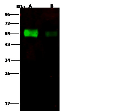 Influenza A H6N2 HA1 (A/chicken/Guangdong/C273/2011) Antibody in Western Blot (WB)