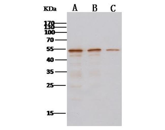 MERS Coronavirus NP Antibody in Western Blot (WB)