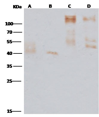 Ebola Virus GP (subtype Zaire, strain Mayinga 1976) Antibody in Western Blot (WB)
