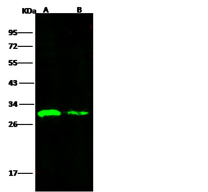 RVF Virus (TAN/Dod-002/07) Antibody in Western Blot (WB)