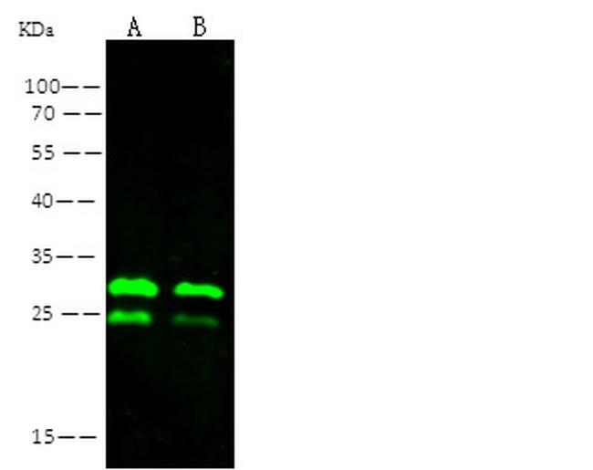 Ebola Virus VP24 (subtype Zaire, strain H.sapiens-wt/GIN/2014/Kissidougou-C15) Antibody in Western Blot (WB)